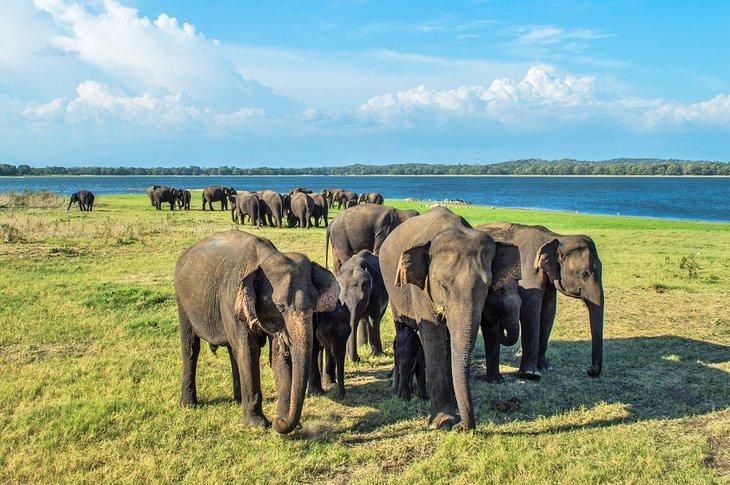 Manadas de elefantes en el Parque Nacional Minneriya en Sri Lanka