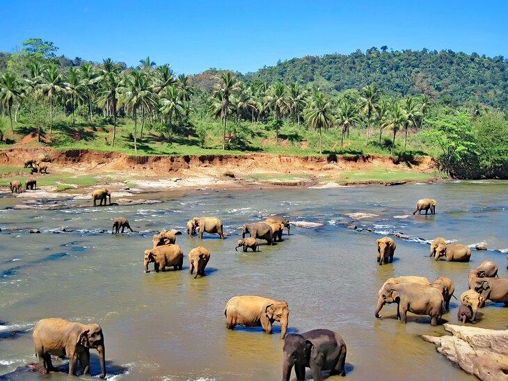 Parque Nacional Yala, Sri Lanka