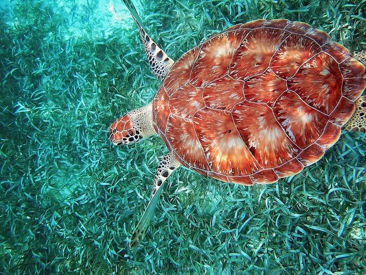 Schildkröte im Hol Chan Marine Reserve