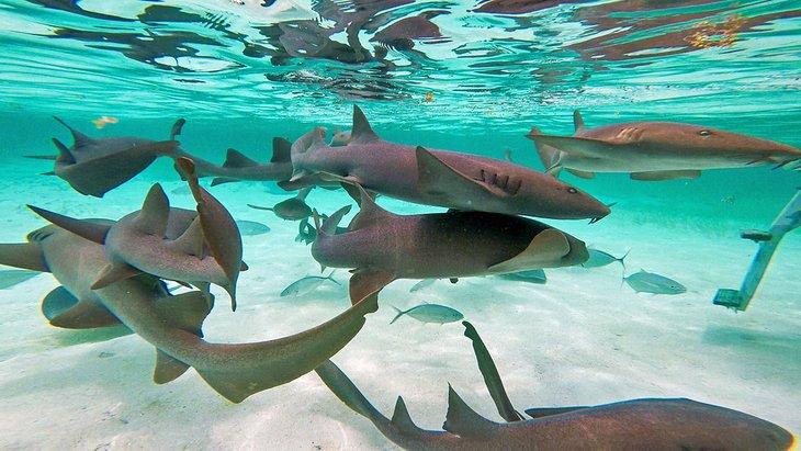 Ammenhaie in Shark Ray Alley