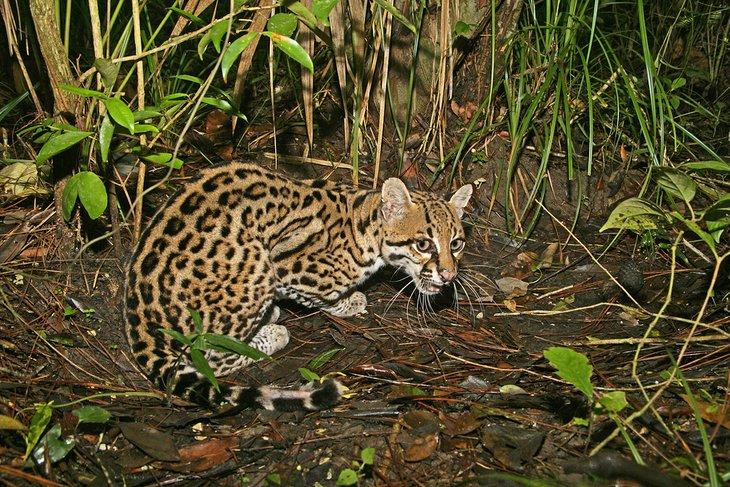 Ozelot in Belize