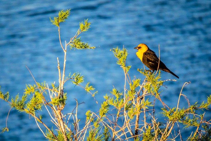 Mirlo de cabeza amarilla en Yuma, Arizona