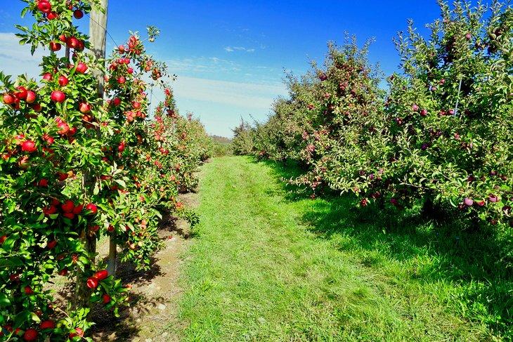 Huerto de manzanas