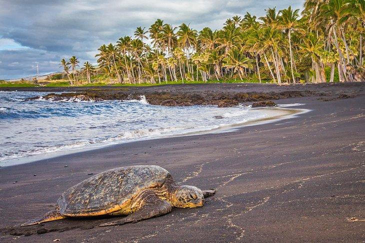 Meeresschildkröte ruht am Punalu'u Beach