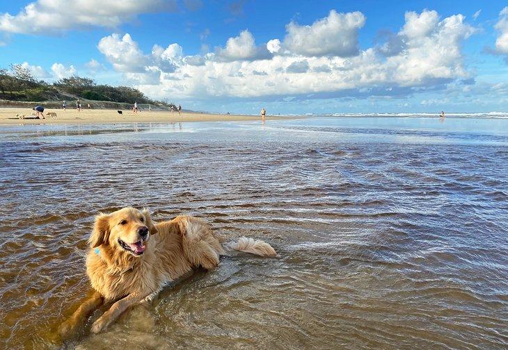 Un perro feliz en Stumers Creek