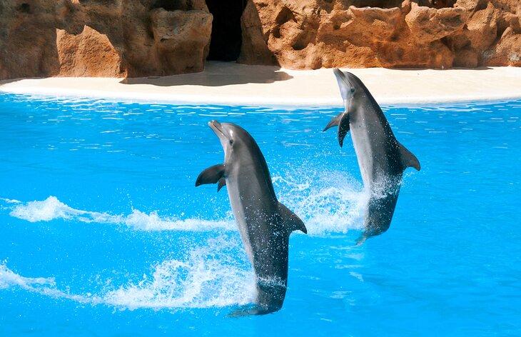 Delfines en Loro Parque