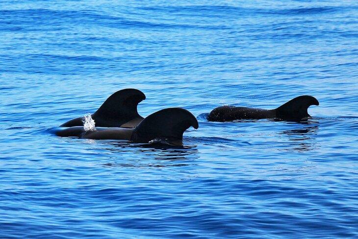 Ballenas piloto frente a Tenerife