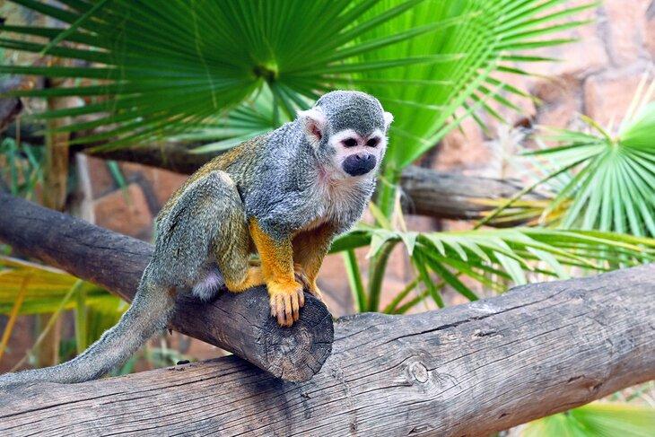 Mono ardilla en Monkey Park