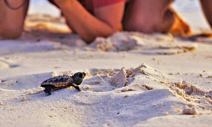Recién nacido de tortuga marina