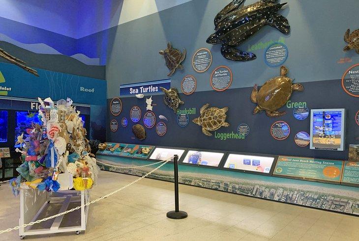 Exhibición en el Centro de Vida Marina Loggerhead