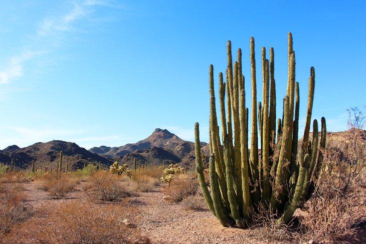 Monumento Nacional del Cactus Organ Pipe