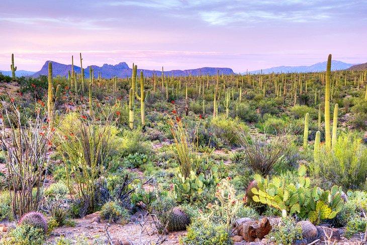Parque Nacional Saguaro cerca de Tanque Verde Ranch