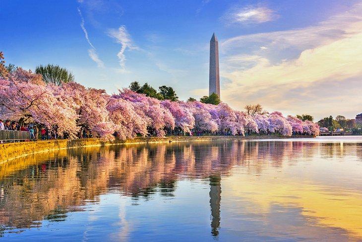Cerezos en flor en el Monumento a Washington