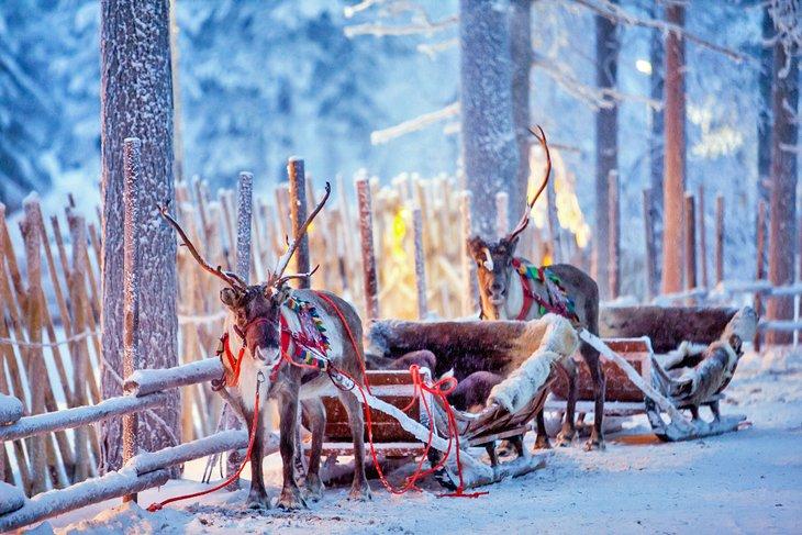 Trineos de renos en Rovaniemi