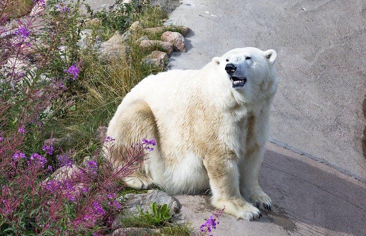 Oso polar en el parque de vida salvaje de Ranua