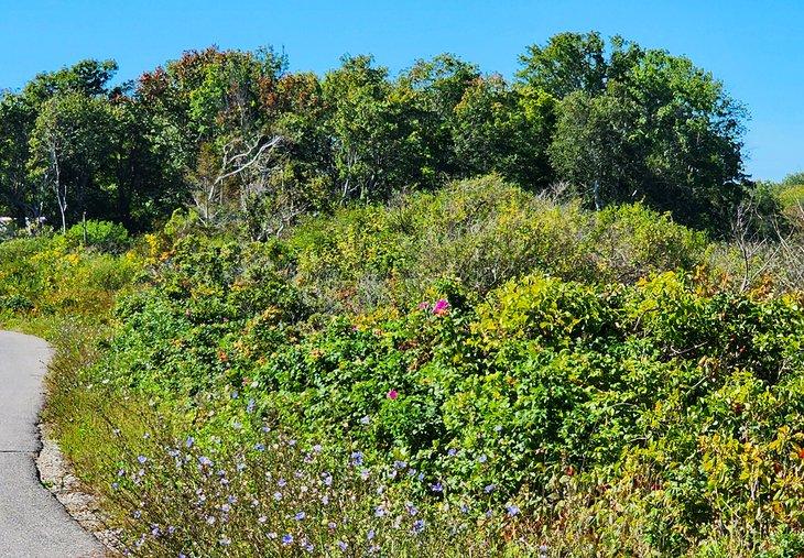 Wildblumen auf Seashore Avenue