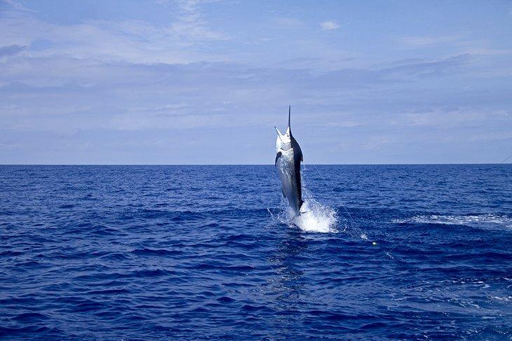 Marlin springt aus dem Meer in Cairns, Queensland