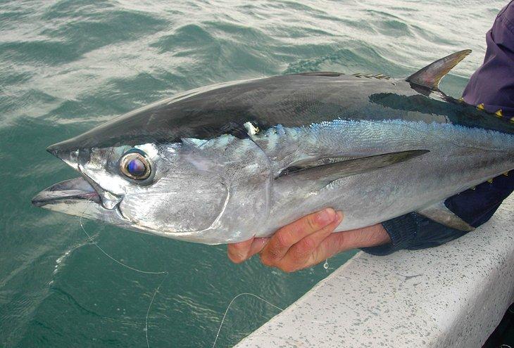 Langflossenthunfisch, gefangen bei Weipa, Cape York