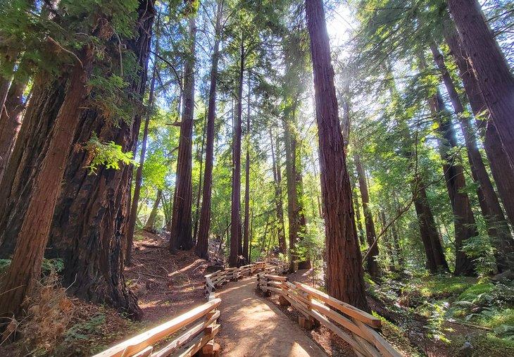 Secuoyas en Pfeiffer Big Sur State Park