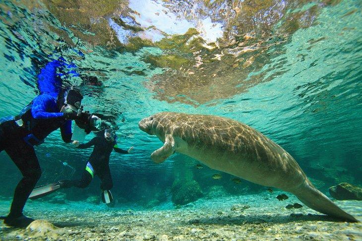 Schnorchler fotografieren ein Manatee in Three Sisters Springs