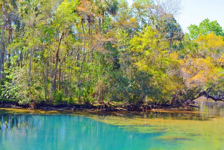 Farbige Quelle in Homosassa Springs