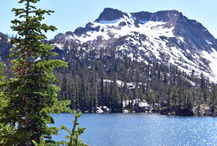 Ein Schwarm Insekten in den Sawtooth Mountains, Idaho