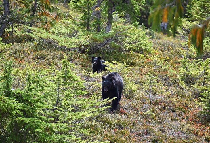 Osos negros en el Parque Nacional Olímpico
