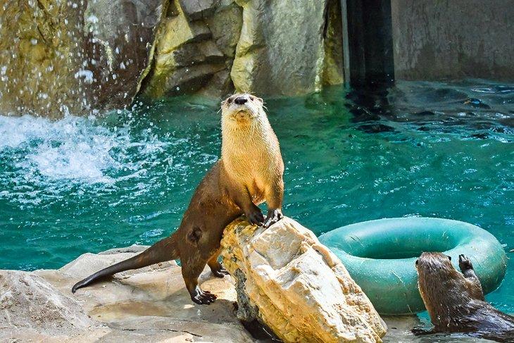 Nutrias en el zoológico de Idaho Falls