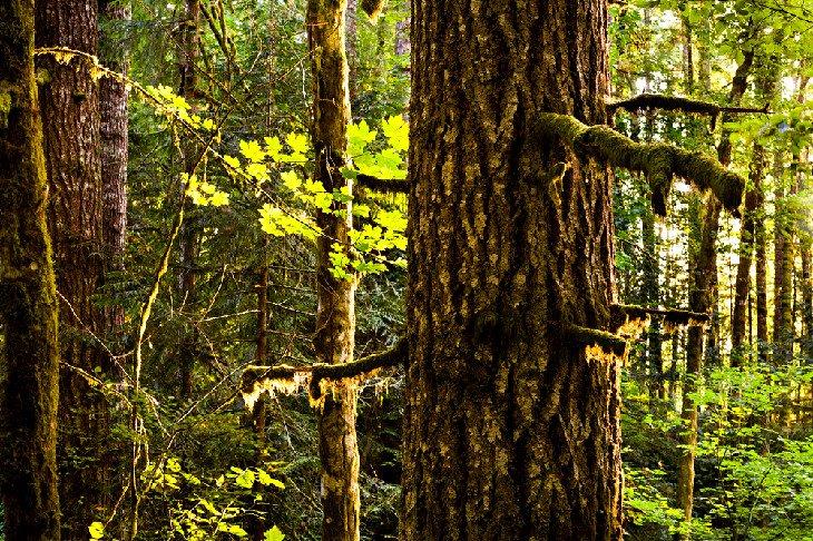 Bosque al atardecer en L.L. "Stub" Stewart State Park