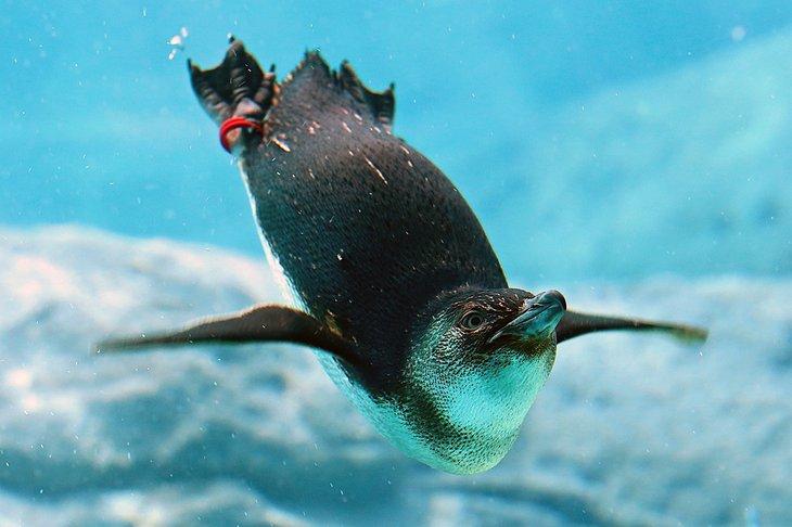 Pingouin au SEA LIFE Sydney Aquarium