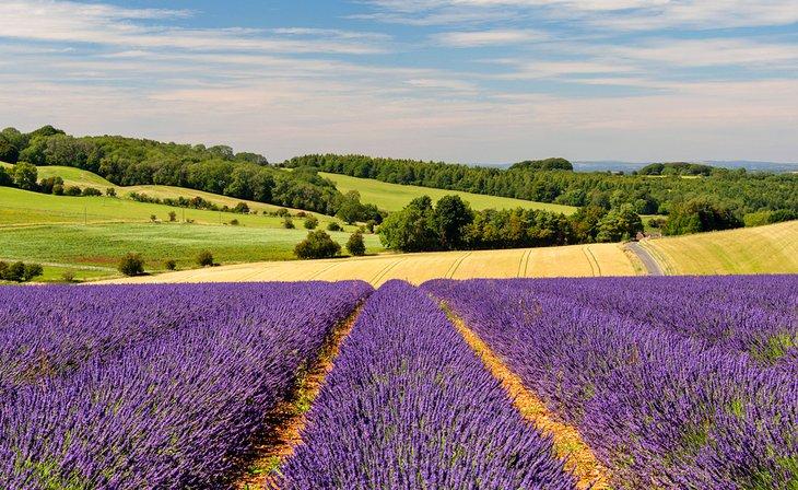 Campos de lavanda en Snowshill