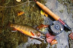 Ríos y Lagos para Pesca de Trucha en Virginia Occidental
