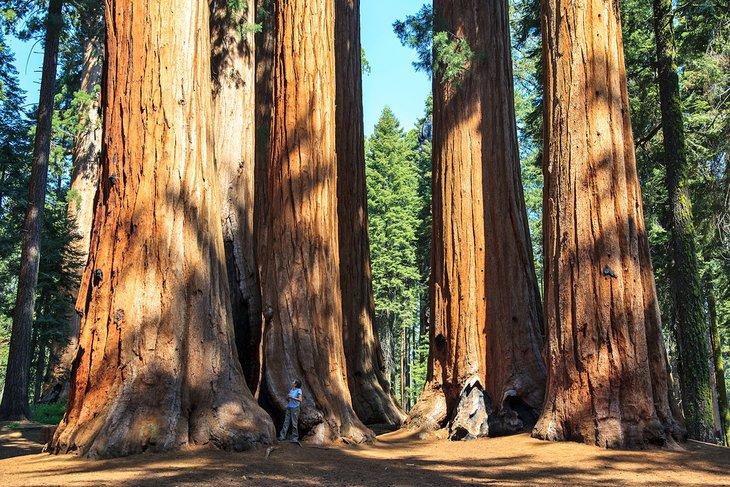 Redwood Nationalpark