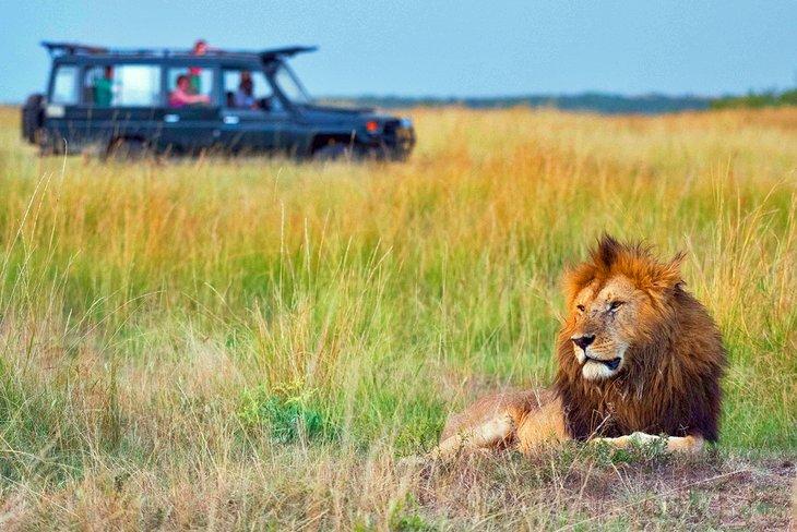 Safari africain