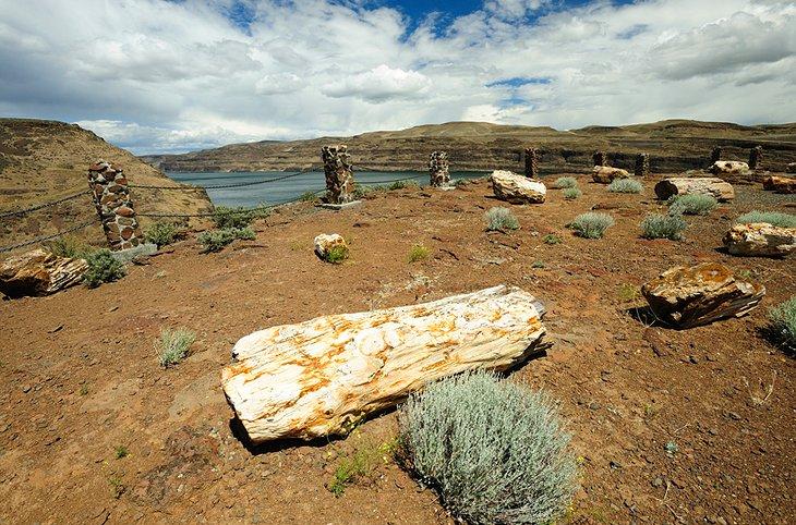 Parque Estatal Gingko Petrified Forest