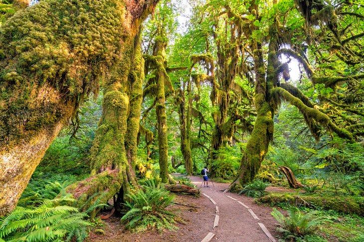 Bosque Hoh, Parque Nacional Olímpico