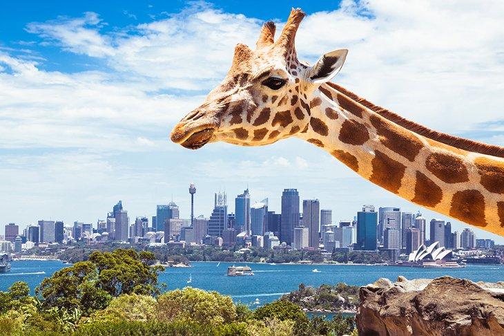 Taronga Zoo mit Blick auf die Skyline von Sydney