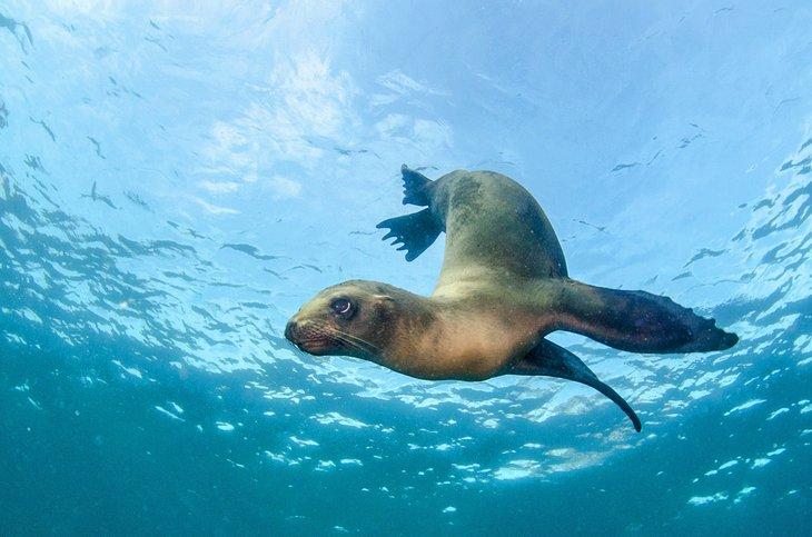 León marino en Baja California