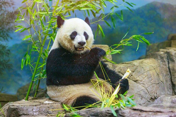 Panda gigante en el Zoológico Nacional
