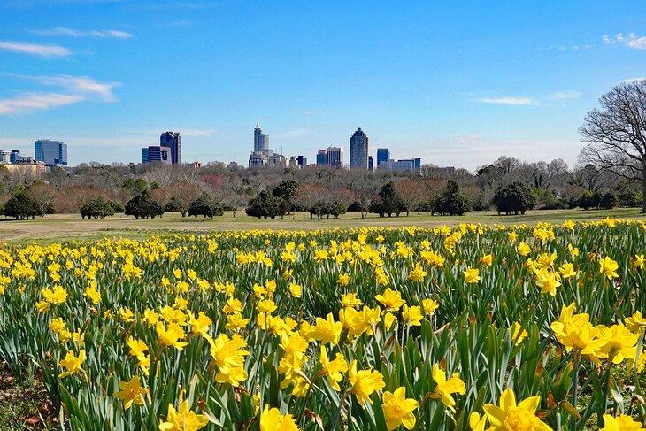 Narzissen blühen im Dorothea Dix Park mit der Skyline von Raleigh, North Carolina im Hintergrund