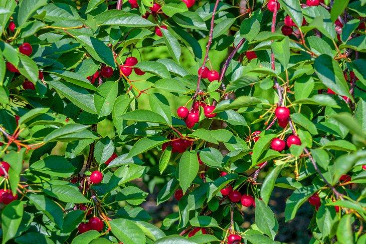Cerezas de Door County