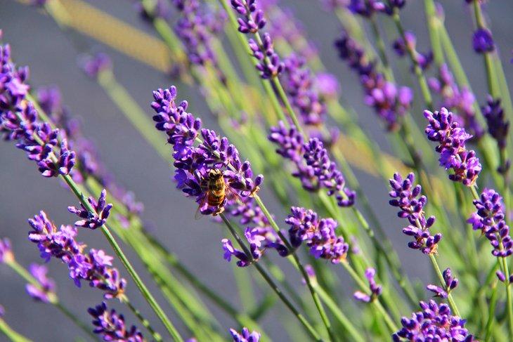 Granja y Tienda de Lavanda Fragrant Isle en Washington Island