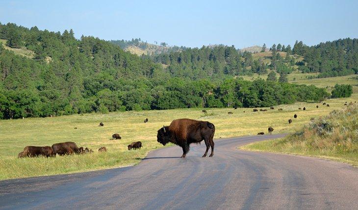 Búfalo cerca de Blue Bell Campground
