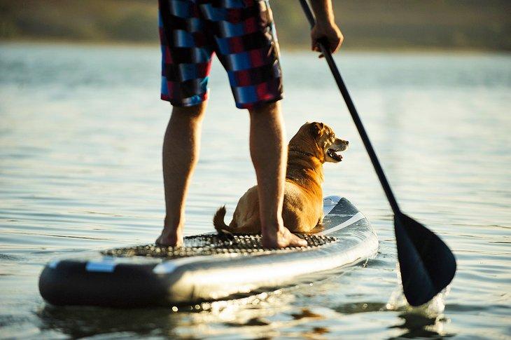Spaß im Wasser für Menschen und ihren besten Freund