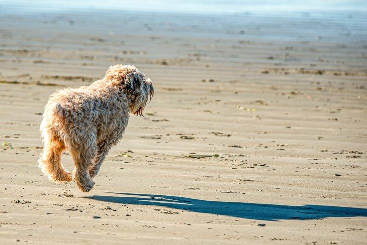 Hund fliegt während des Fetch