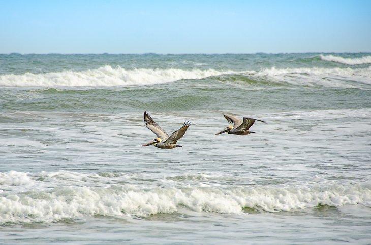 Braunpelikane fliegen über die Wellen