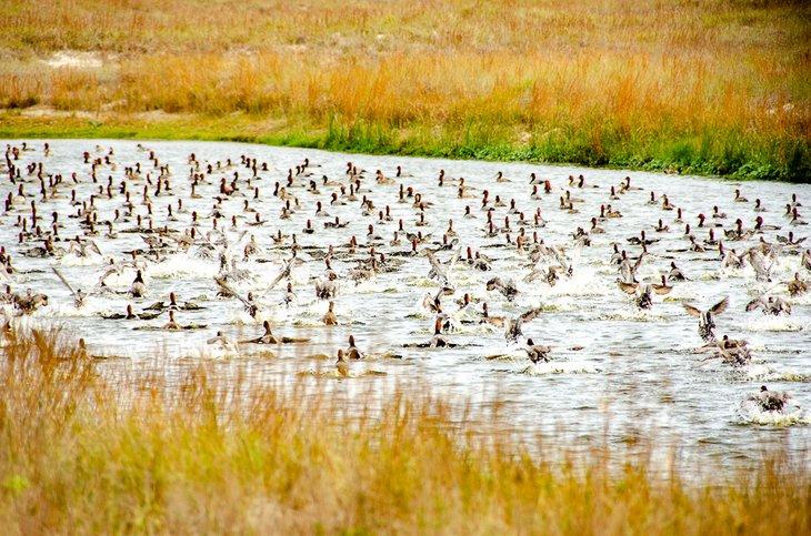 Haubentaucher fliegen über Laguna Madre