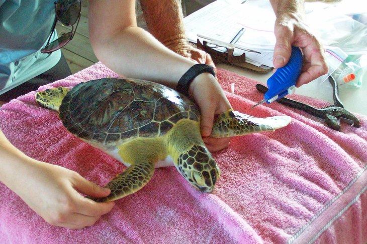 Ein Schildkröte bei Sea Turtle, Inc. markieren