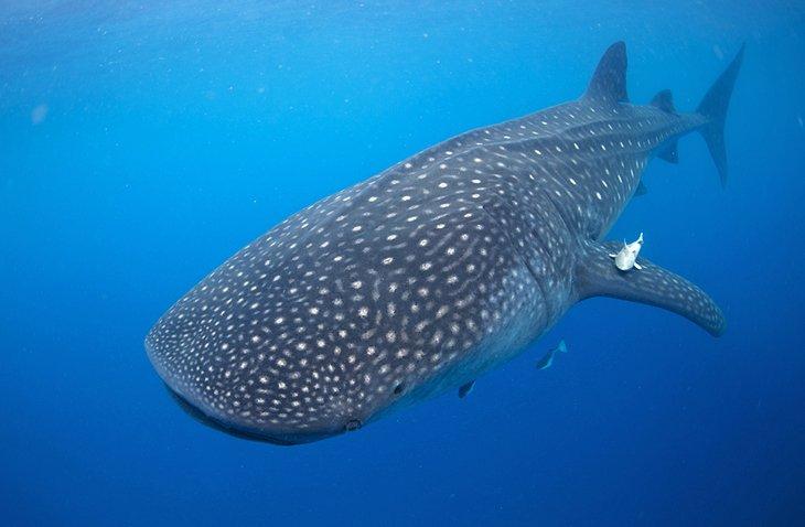 Tiburón ballena en Isla Holbox