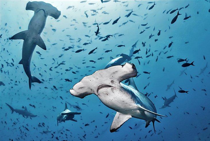 Tiburones martillo en Isla Cocos